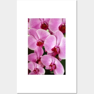 Pink Orchid Posters and Art